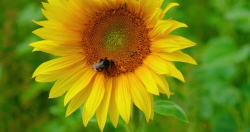 Bumblebee Pollinating Yellow Sunflower in Summer Garden
