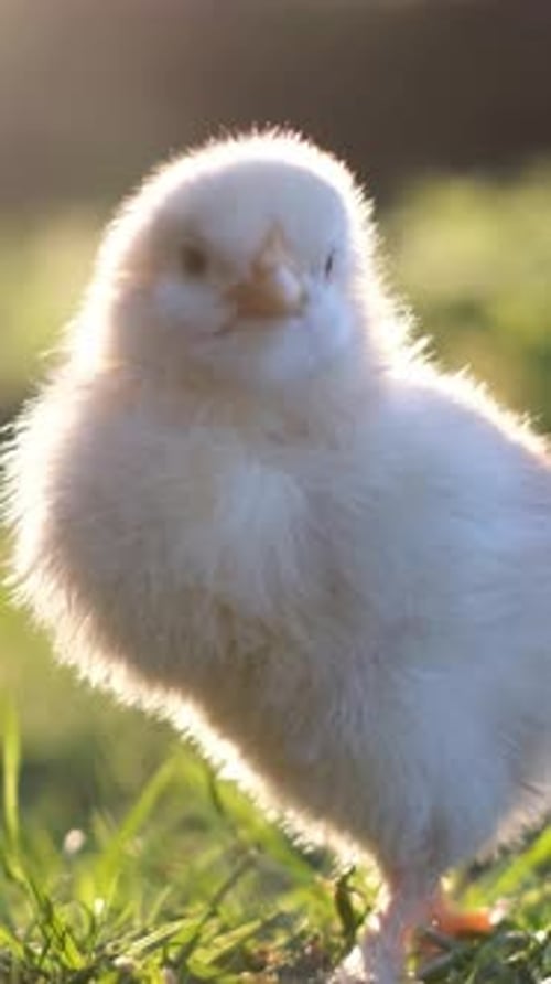 Un petit poussin blanc se tient dans l'herbe verte symbolisant l'innocence