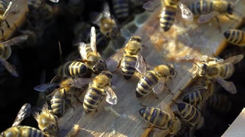 Several bees fluttering their wings inside of their beehive in a sunny day.