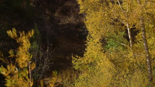 Autumn Foliage Blown Away On A Soft Breeze In Forest Park. Slow Motion