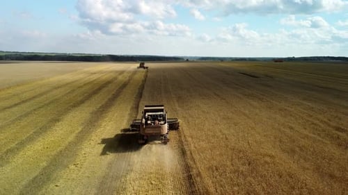 Harvesters Collecting Golden Crops in Rural Farmland