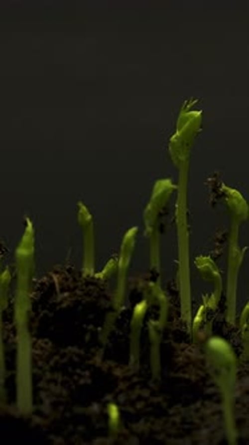 Green Shoots Growing from Dark Earth