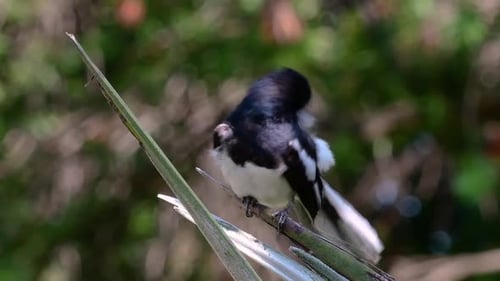 The Oriental magpie-robin is a very common passerine bird in Thailand in which it can be seen anywhe