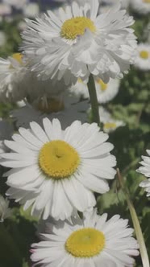 Top view of white flowers of English daisy slow motion