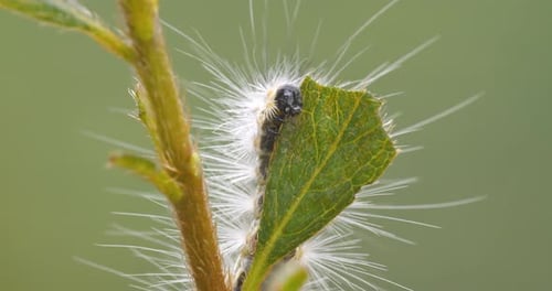 Nahaufnahme einer Raupe, die sich von einem Blatt ernährt