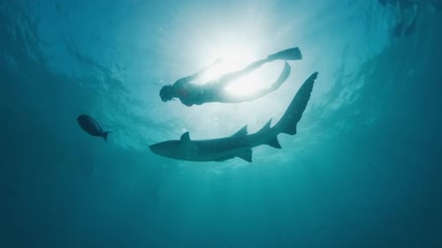 Woman Swimming With a Shark Underwater in Clear Ocean