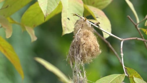 Comportement des animaux sauvages, oiseau bunga câblé ou oiseau pic à ventre orange perché sur le nid