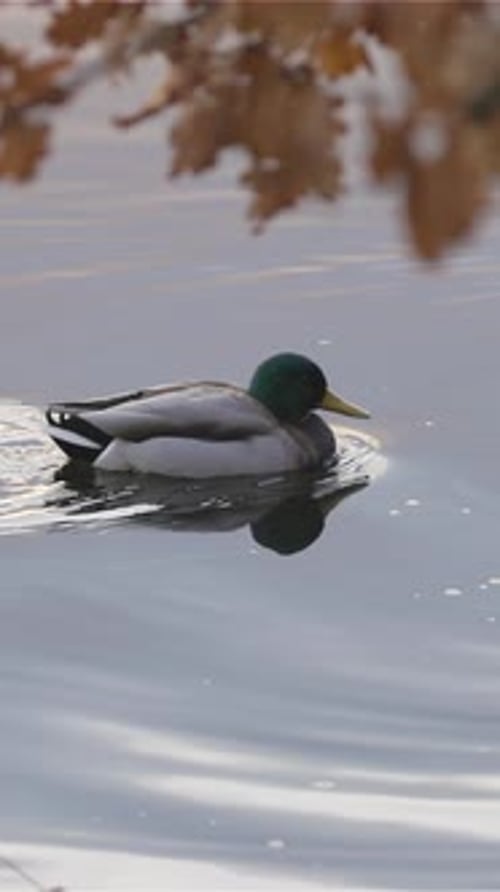 Mallard Duck Swimming Peacefully on Water