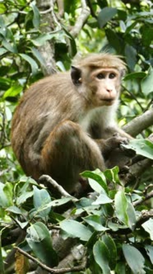 Monkey Resting on Tree Branch in Forest