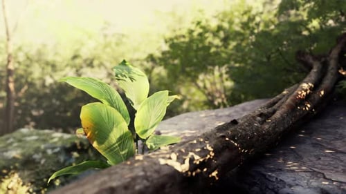 Green Plant Thriving on Fallen Jungle Tree