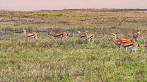 A large herd of African gazelles roams and grazes freely across the vast savannah plains of