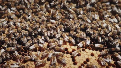 Close-up view of swarm of bees on a sunny day. Creating honey in the apiary and honeycomb tray.