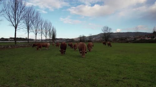 Aerial view of cows herd grazing on pasture field