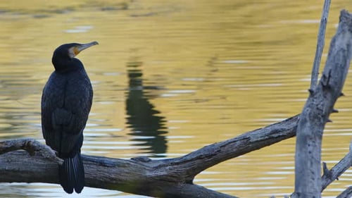 Tier Vogel Kormoran In der Nähe des Sees 2