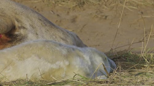 Atlantic grey seal breeding season, featuring newborn pups with white fur, mothers suckling, strokin