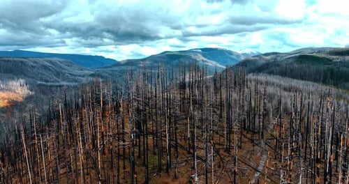 Dead forest covering the top of the mountain. Result of a wildfire from the lightening.