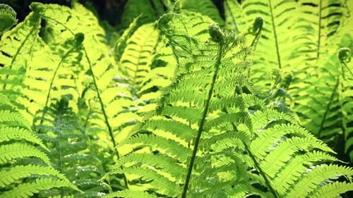 Bright green fern leaves growing in sunlight.