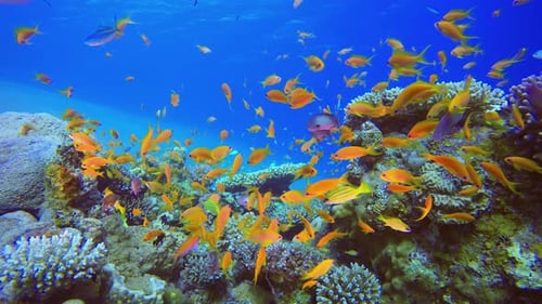 Orange Fish Blue Sea Water