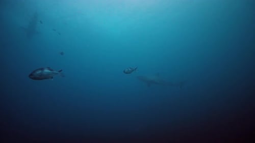 Great White Shark Carcharodon carcharias Neptune Islands South Australia 4k slow motion 50fps