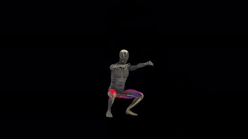 3D Anatomical Human Figure Performing Squats with Muscle Highlight