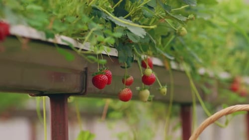 Picking Strawberry