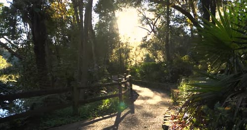 Walking Beautiful Path Through Florida Forest, Swamp,