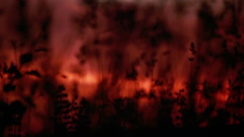 Red Sunrise on a Meadow Abstract