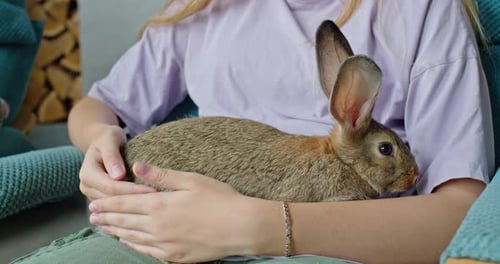 Child Gently Petting Rabbit in Armchair Indoors