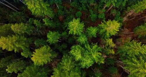 Fir-trees growing the forest. Drone footage above the evergreen woods with some dry ones among them.
