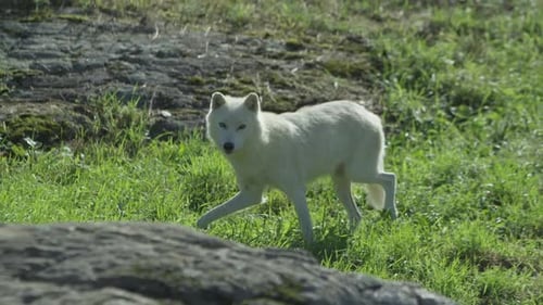 Canadian Wildlife - Arctic wolf on sunny summer day