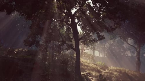 A Mystic Glimpse of Sunlight Filtering Through Enchanting Forest Canopy