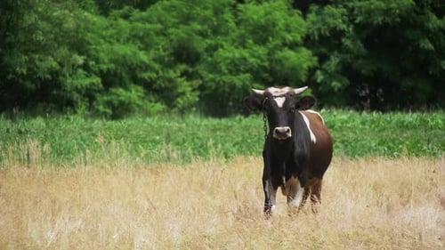 Cow Grazing in a Meadow Near the Village