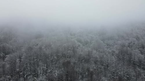 Aerial View of Snow Covered Forest in Winter