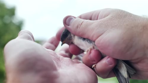 Small Bird Being Held in Hands