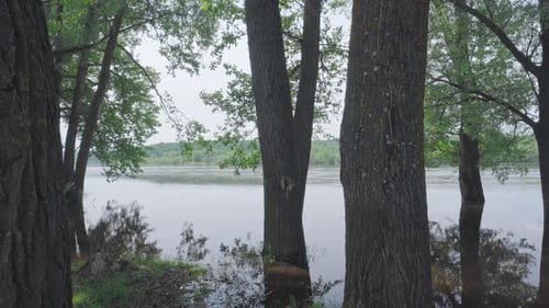 Water lifting. High water rise on the river with trunk of tree underwater