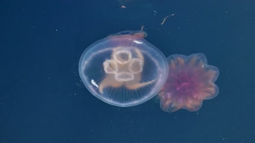 Colorful Jellyfish Floating Underwater Spectacular View Deep Sea Dive