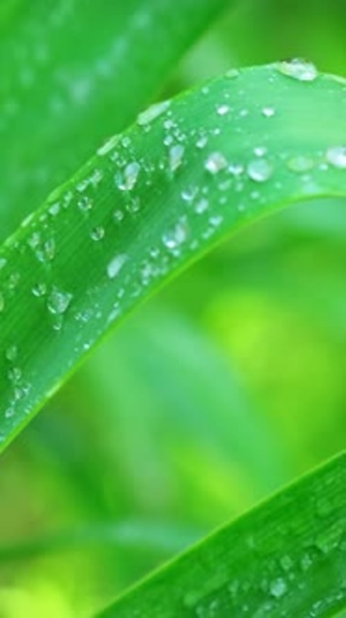Lush Green Grass Leaves with Drops of Water Dew Droplets in the Wind in Morning