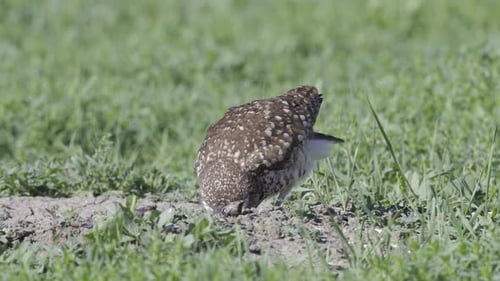 Grabende Eule (Athene cunicularia) oder Shoco, Putzschnabel auf dem Boden