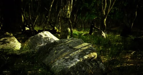 Moss Covered Stones Amidst Dense Forest Under Soft Sunlight in Tranquil Nature