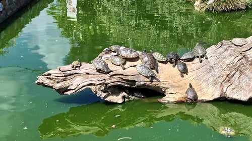 Eine Gruppe von Schildkröten sonnt sich auf einem sonnenbeschienenen Baumstamm in einem grünen Teich und spiegelt die umliegenden Bäume wider.
