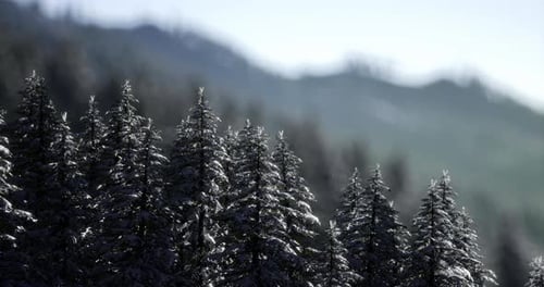 Snow Covered Evergreen Trees in a Mountain Landscape During Winter