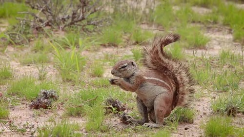 A close full body shot of a male African Ground Squirrel foraging and feeding while standing on his