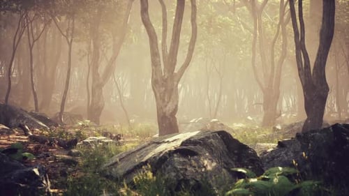 Misty Morning in a Tranquil Forest with Sunlight Filtering Through the Trees
