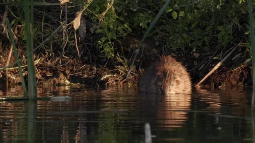 Beaver Eating Plants on Bank of River