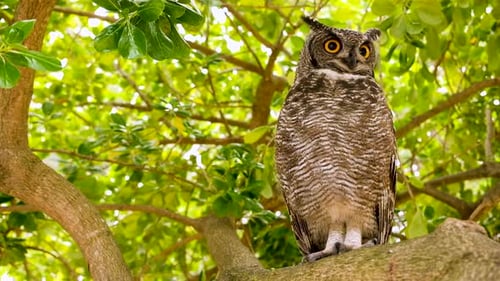 Le grand-duc tacheté (Bubo africanus) siffle dans un arbre en guise d'avertissement