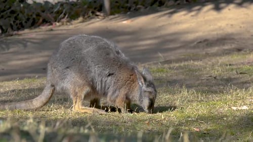 Wallaby isst auf dem Boden