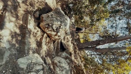 The Girl Climbs the Stairs in the Forest
