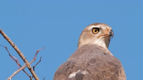 Close Up Of Eagle On Tree Looking Around And Hunting Prey In Africa.