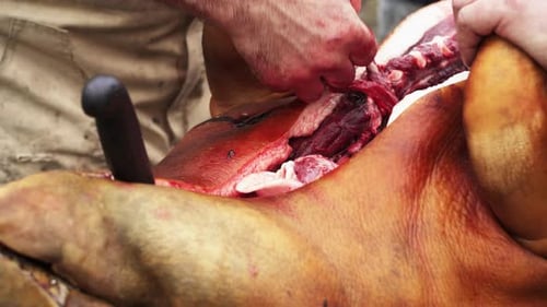 Cutting open and tearing apart gutted Hog - Close up