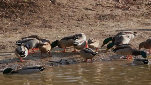 Ein lebhafter Schwarm wilder Enten weidet an einem friedlichen Seeufer und schwelgt in der Wärme eines hellen